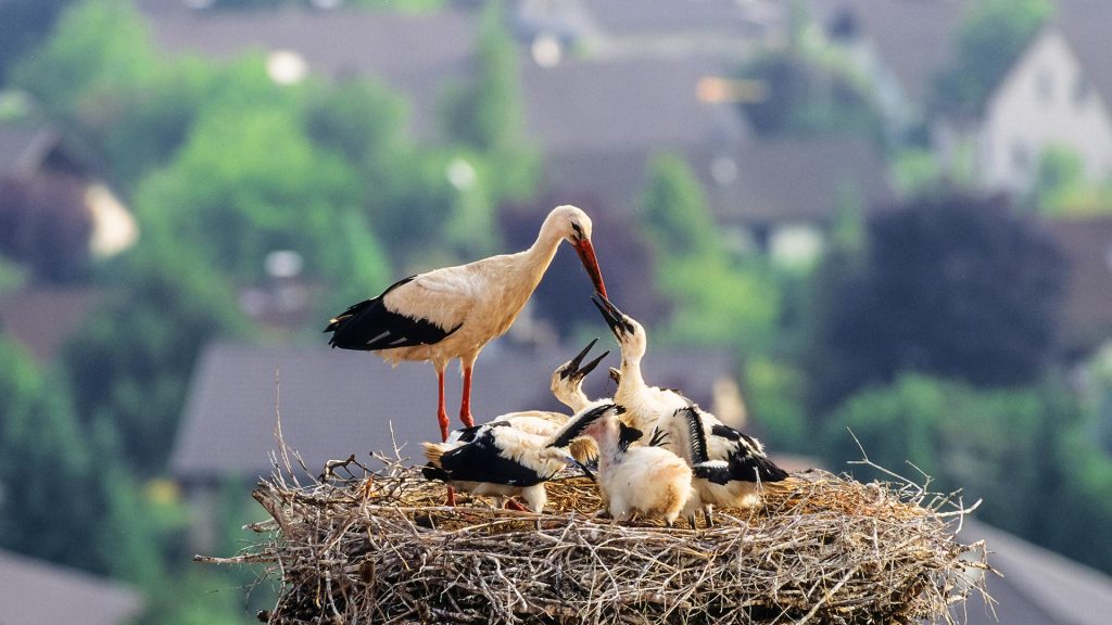 Weissstorch Nest