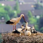 Weissstorch Nest