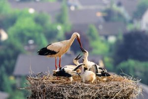 Weissstorch Nest