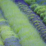Cowichan Lavender