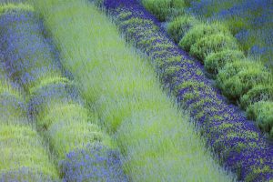 Cowichan Lavender