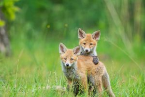 Freundschaft Fuechse