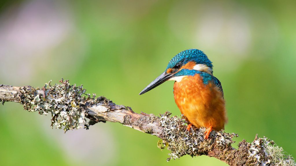 Kingfisher Branch