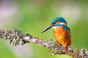 Kingfisher Branch