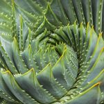 Spiral Aloe