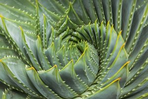 Spiral Aloe