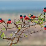 Tanzania Bee Eater