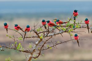 Tanzania Bee Eater