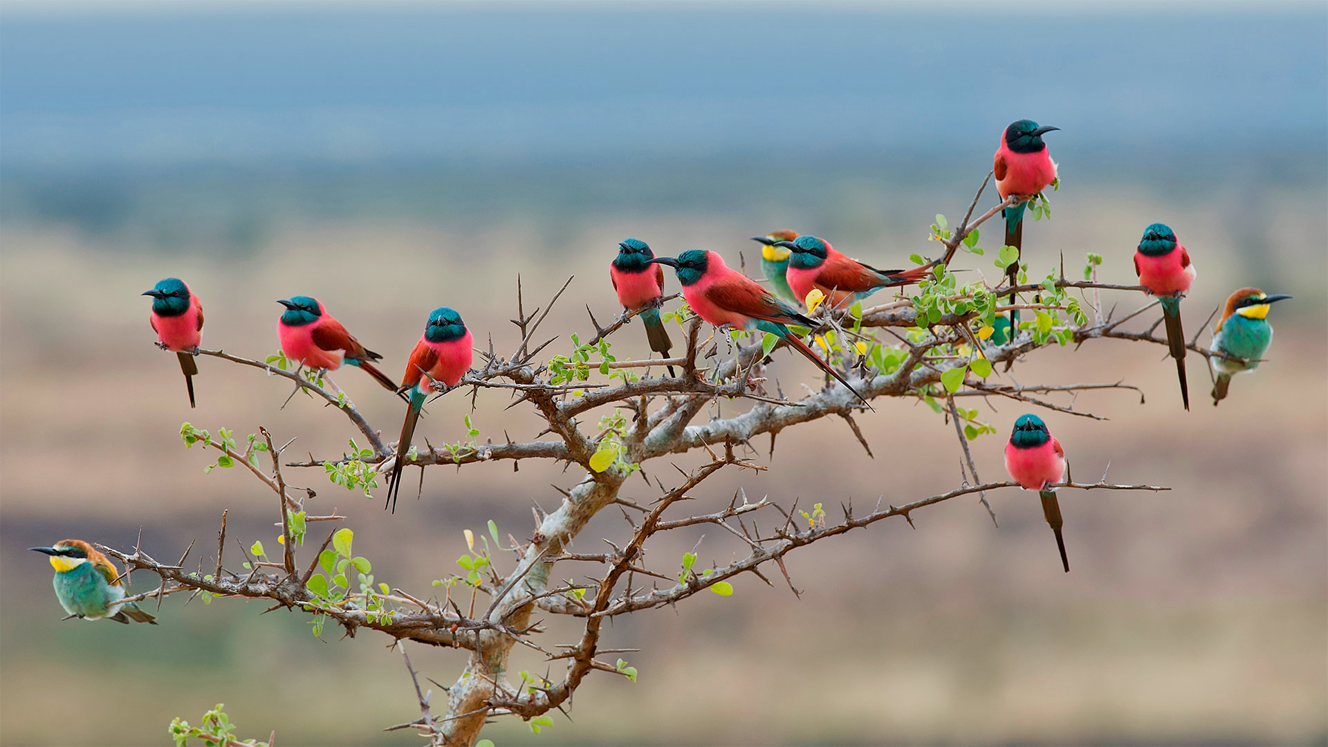 Tanzania Bee Eater