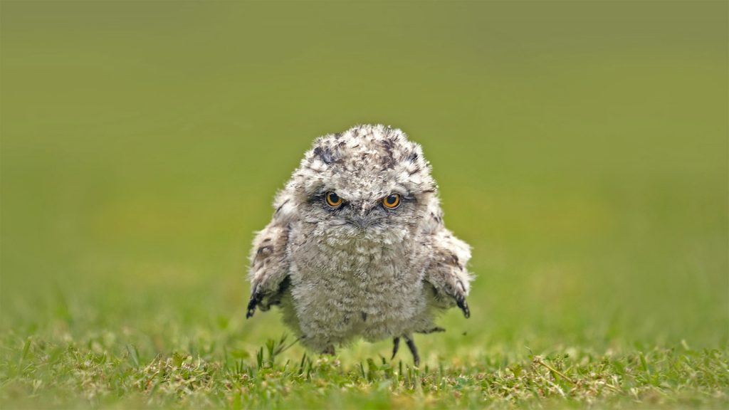 Tawny Frogmouth