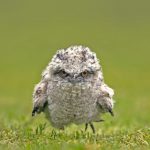 Tawny Frogmouth