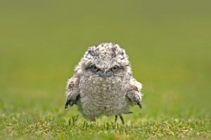 Tawny Frogmouth