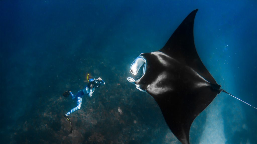 Giant Manta