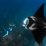 Giant Manta