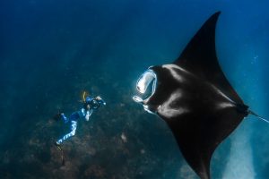 Giant Manta