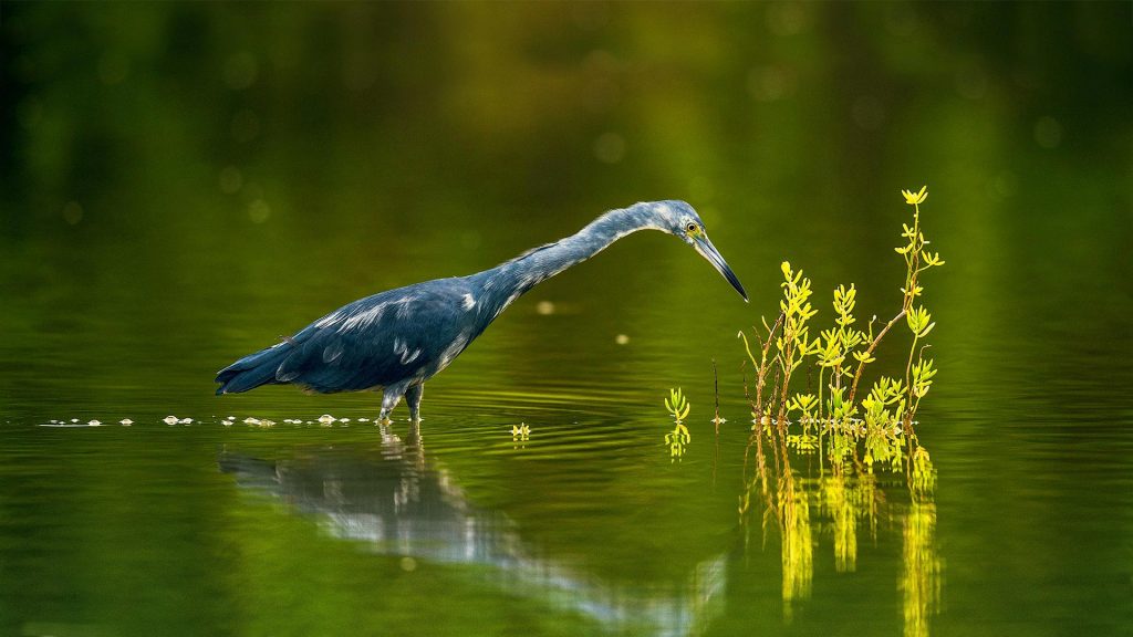 Little Blue Heron