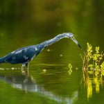 Little Blue Heron