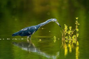 Little Blue Heron