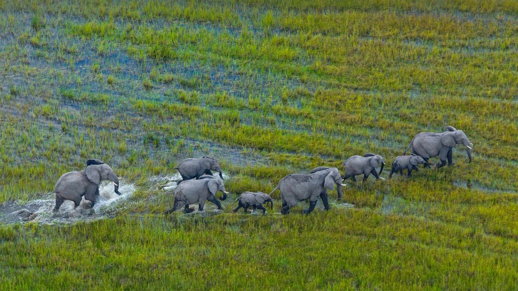 Okavango Herd