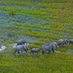 Okavango Herd