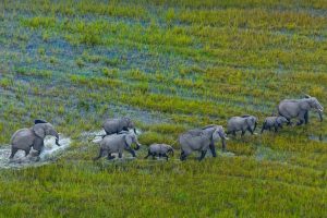 Okavango Herd