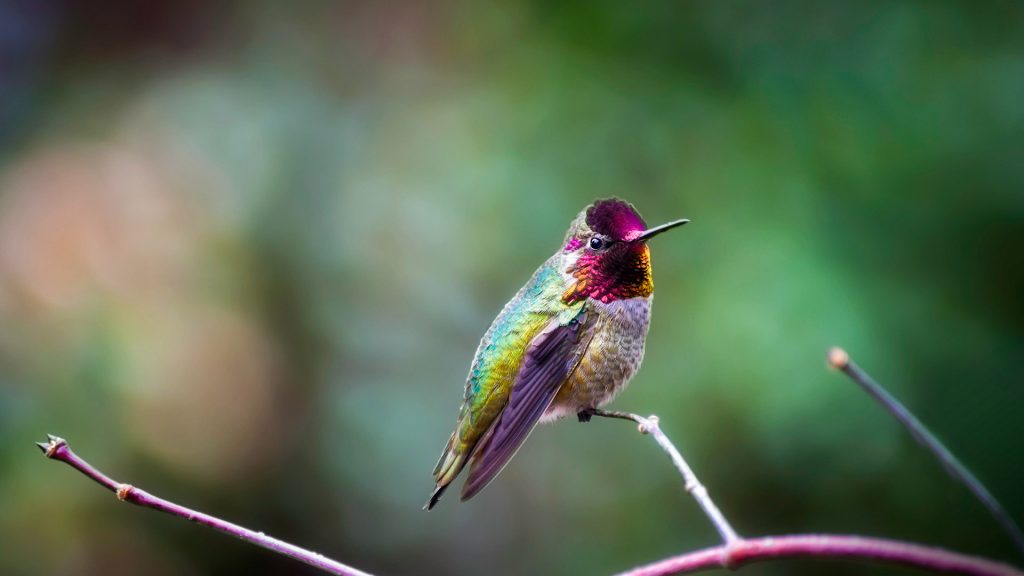 Annas Hummingbird