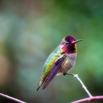 Annas Hummingbird