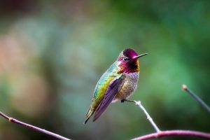 Annas Hummingbird