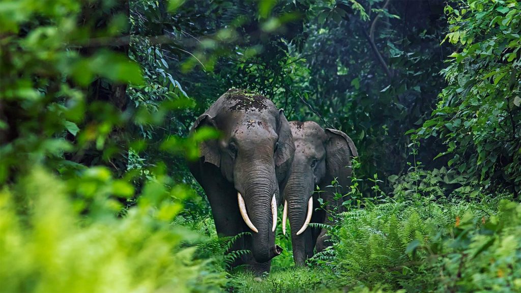 Asian Elephants