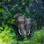 Asian Elephants