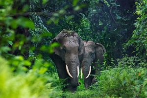 Asian Elephants