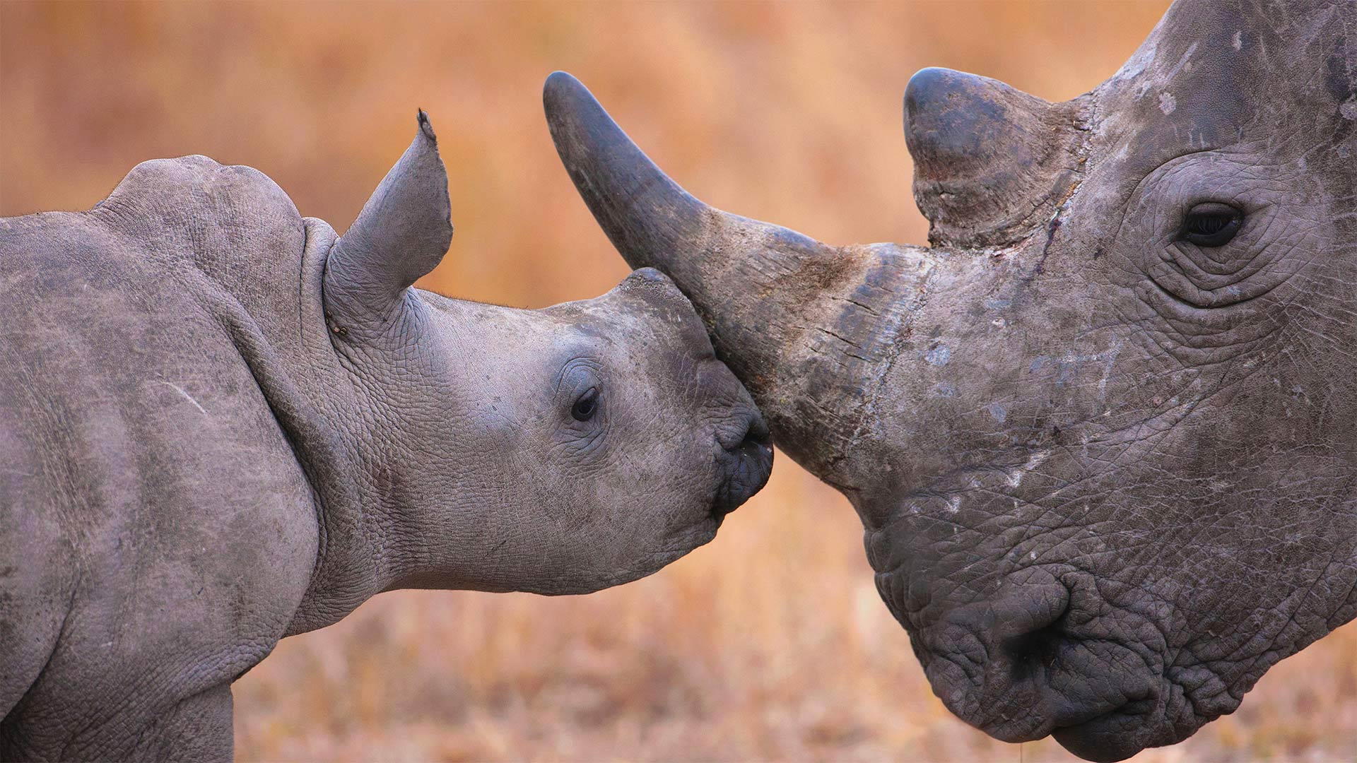 Baby Rhino