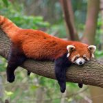 Firefox