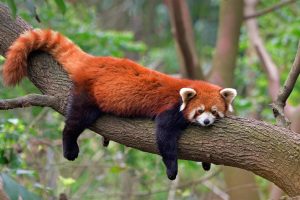 Firefox