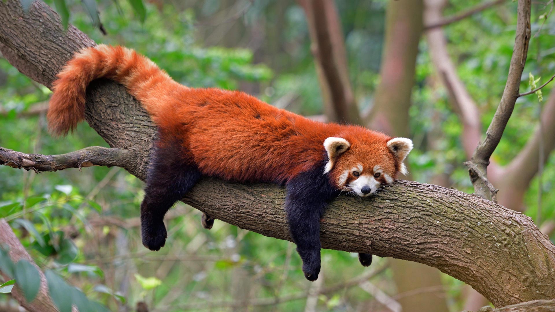 Firefox