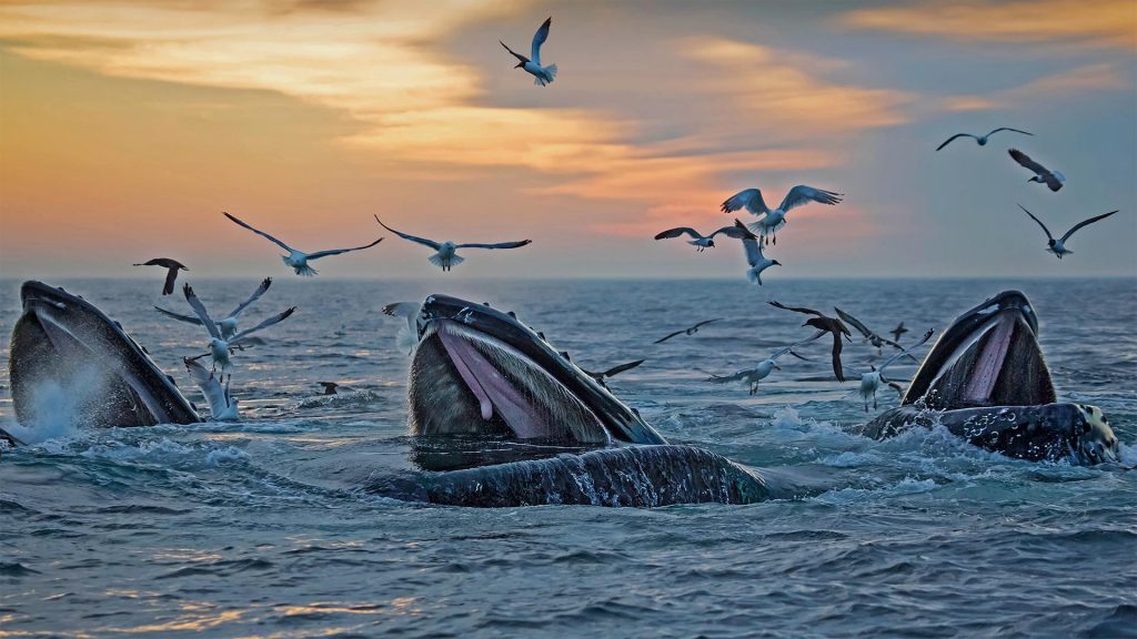Massachusetts Humpbacks