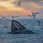 Massachusetts Humpbacks