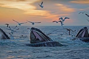 Massachusetts Humpbacks