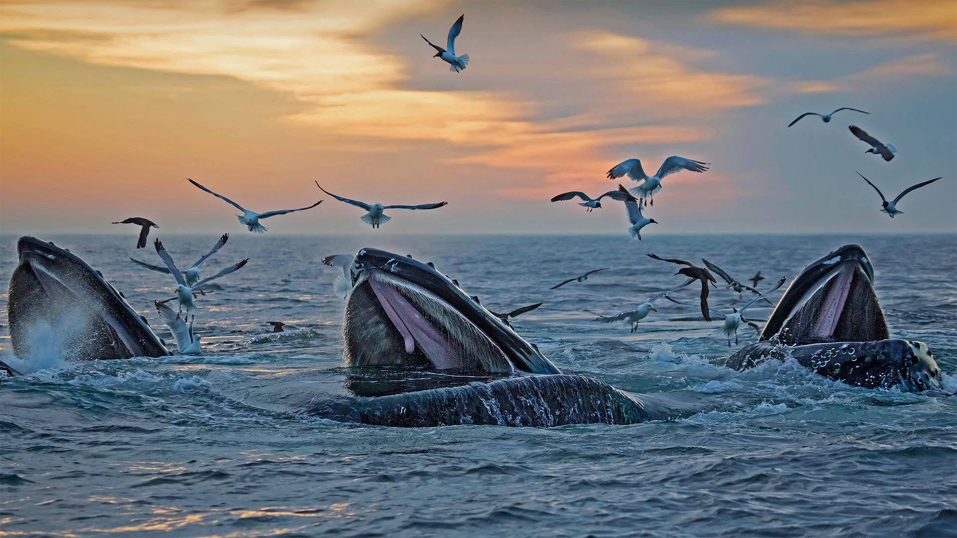 Massachusetts Humpbacks