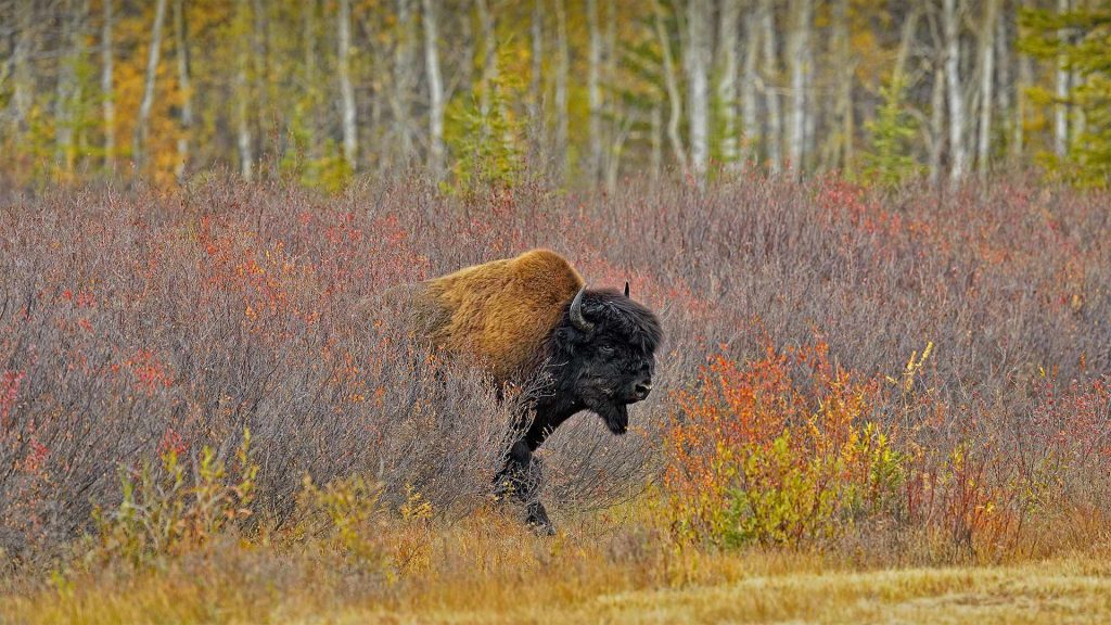 Wood Bison