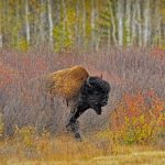 Wood Bison