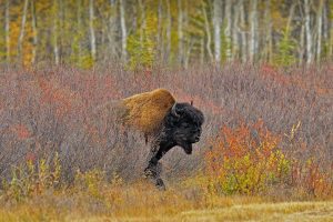 Wood Bison