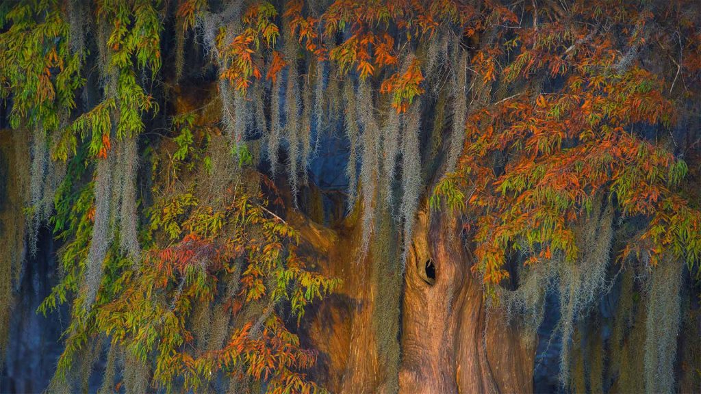 Atchafalaya Moss