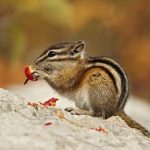 Chipmunk Berries