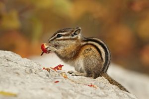 Chipmunk Berries