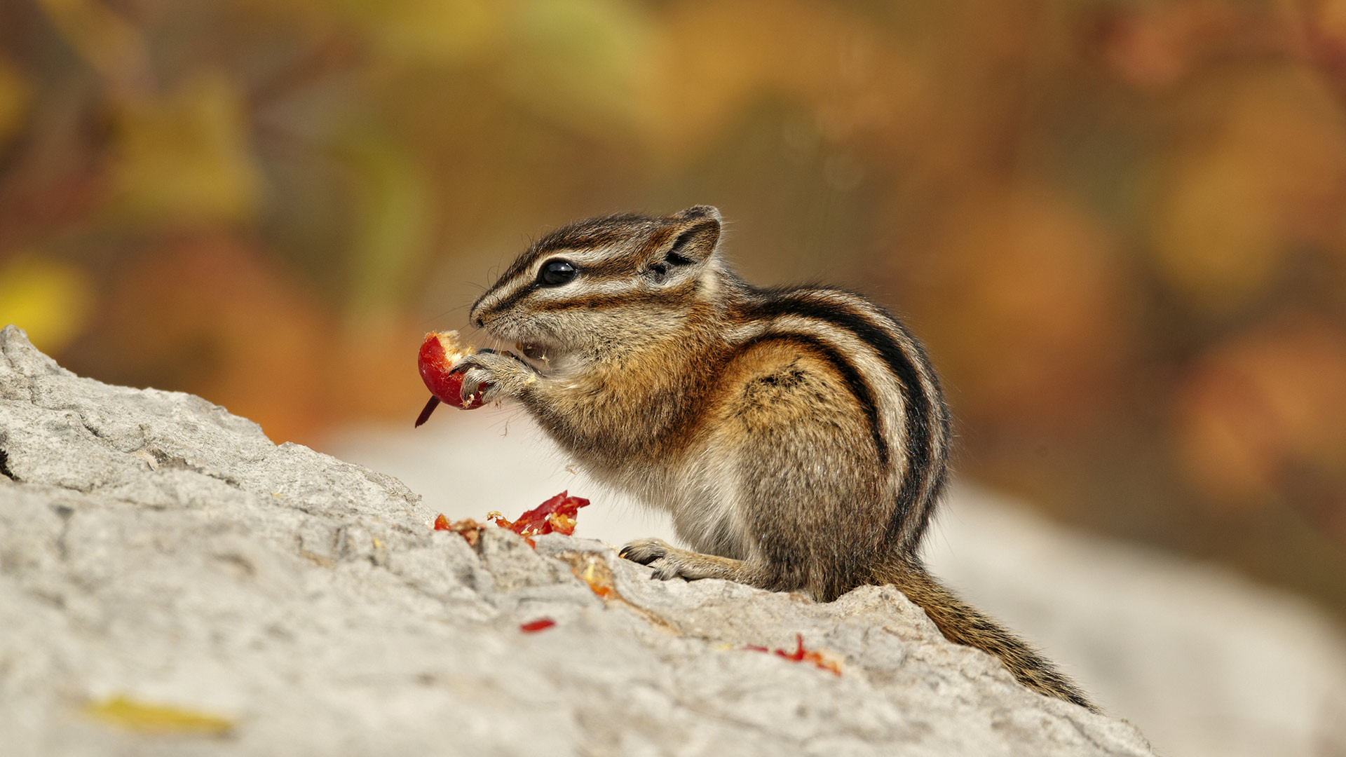 Chipmunk Berries