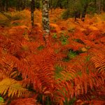 Cinnamon Fern NS