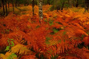 Cinnamon Fern NS