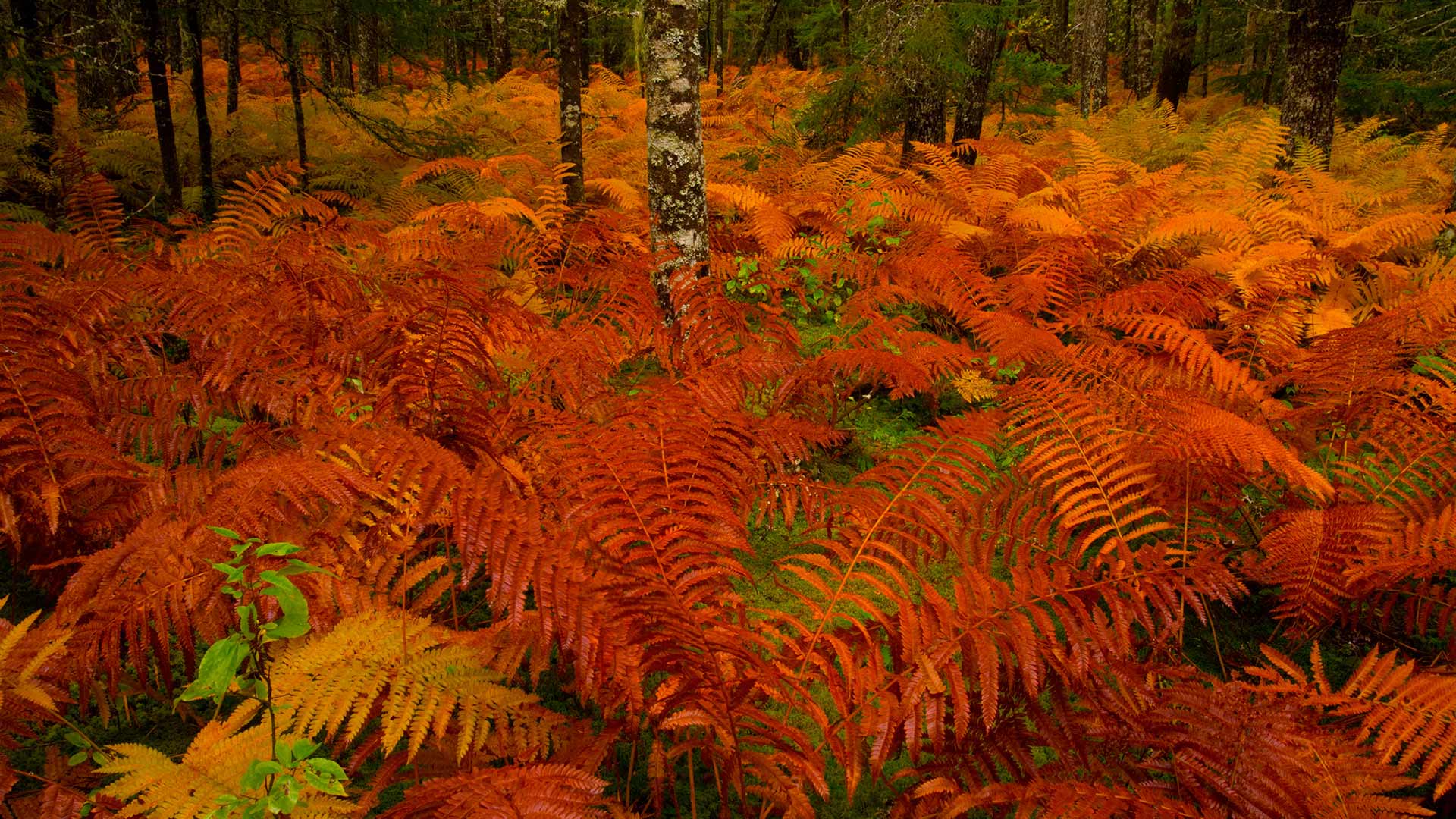 Cinnamon Fern NS