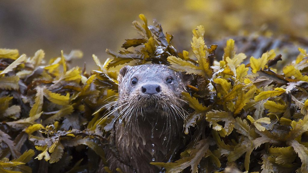 Coastal Otter